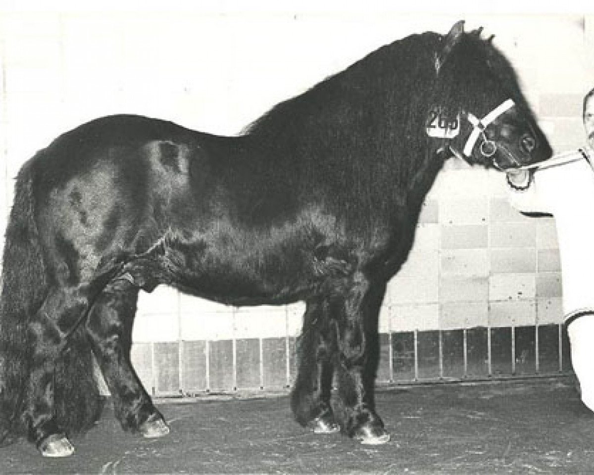 Deckhengst Marlando van Stal Volmoed (Shetland Pony, 1976, von Scurry of Marshwood)