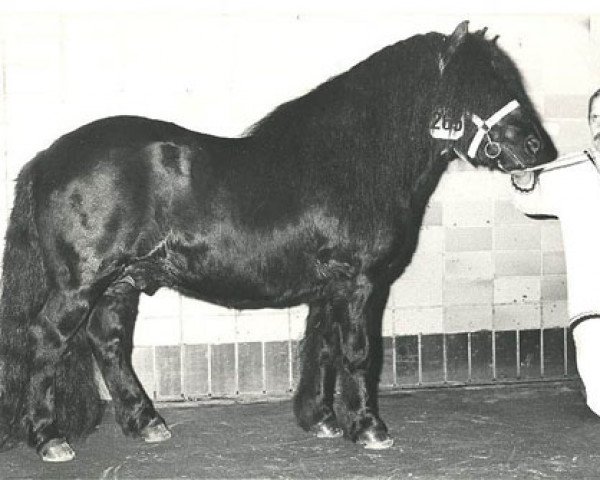 Deckhengst Marlando van Stal Volmoed (Shetland Pony, 1976, von Scurry of Marshwood)