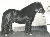 stallion Marlando van Stal Volmoed (Shetland Pony, 1976, from Scurry of Marshwood)