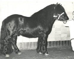 stallion Marlando van Stal Volmoed (Shetland Pony, 1976, from Scurry of Marshwood)