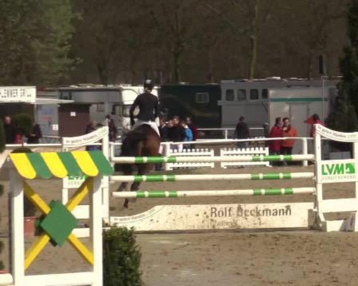 Springpferd Chicca 43 (Holsteiner, 2008, von Carentan)