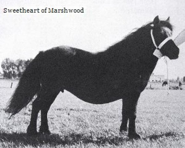 broodmare Sweetheart of Marshwood (Shetland Pony, 1962, from Supremacy of Marshwood)
