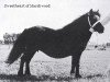 Zuchtstute Sweetheart of Marshwood (Shetland Pony, 1962, von Supremacy of Marshwood)