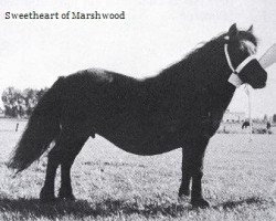 Zuchtstute Sweetheart of Marshwood (Shetland Pony, 1962, von Supremacy of Marshwood)