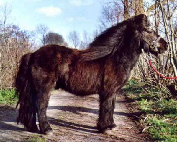 Deckhengst Oberon van Stal Volmoed (Shetland Pony, 1978, von Koert van Stal Olyhof)