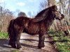 stallion Oberon van Stal Volmoed (Shetland Pony, 1978, from Koert van Stal Olyhof)