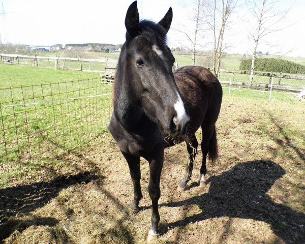 broodmare Jana-Blue (Quarter Horse, 2013)