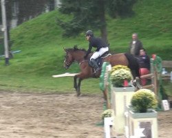 Springpferd Ancorgino (KWPN (Niederländisches Warmblut), 2005, von Lupicor)