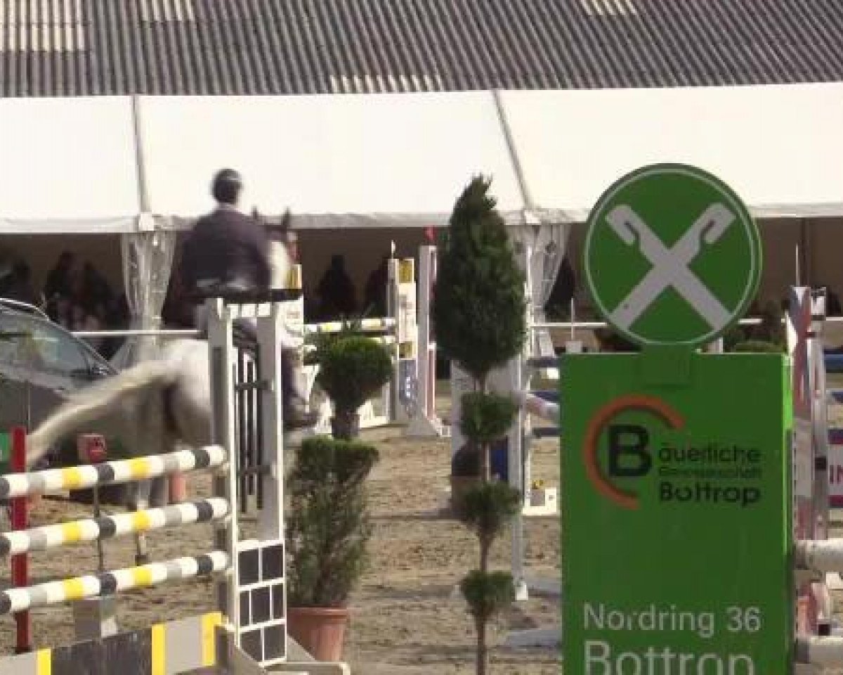 broodmare Coup de Foudre 4 (Westphalian, 2007, from Cristallo I)