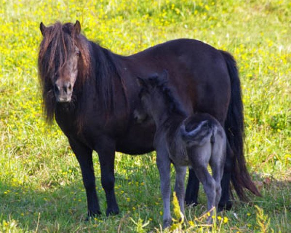 Zuchtstute Camora van de Veldhoeve (Shetland Pony, 1988, von Marlando van Stal Volmoed)