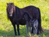 Zuchtstute Camora van de Veldhoeve (Shetland Pony, 1988, von Marlando van Stal Volmoed)