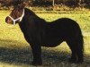 Deckhengst Tyfoon van de Kozakkenhoeve (Shetland Pony, 1982, von Oberon van Stal Volmoed)