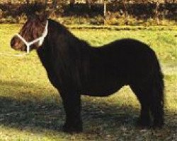 Deckhengst Tyfoon van de Kozakkenhoeve (Shetland Pony, 1982, von Oberon van Stal Volmoed)