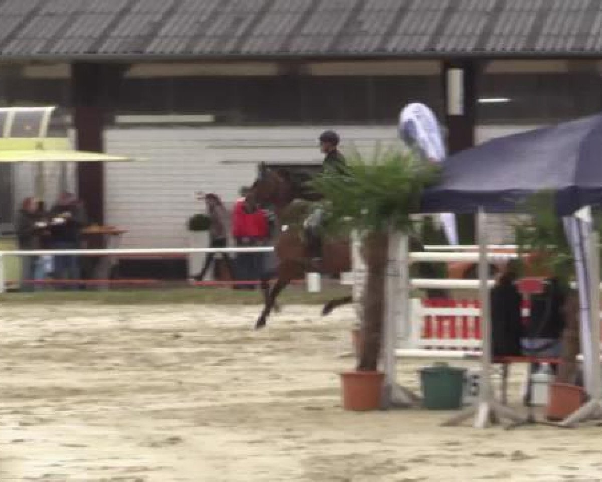 Springpferd Callington 2 (Holsteiner, 2007, von Cormint)