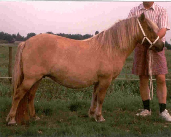 Zuchtstute Maruschka-P van Stal de Toekomst (Shetland Pony, 1997, von Gigant van het Wolfskamp)