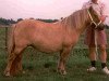 Zuchtstute Maruschka-P van Stal de Toekomst (Shetland Pony, 1997, von Gigant van het Wolfskamp)