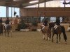 dressage horse Der Clown (German Riding Pony, 1999, from Top Debino)