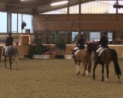 dressage horse Der Clown (German Riding Pony, 1999, from Top Debino)