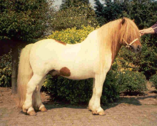 Deckhengst Jannique van Stal Maruschka (Shetland Pony, 1994, von Chris van de Provincialeweg)