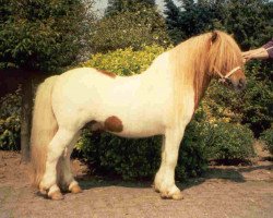 Deckhengst Jannique van Stal Maruschka (Shetland Pony, 1994, von Chris van de Provincialeweg)