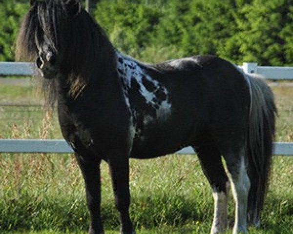 stallion Orpheus (Shetland Pony, 1995, from Orkan)