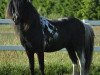 stallion Orpheus (Shetland Pony, 1995, from Orkan)