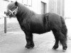 Deckhengst Zico van Stal Possemis (Shetland Pony, 1985, von Newton van Dorpzicht)