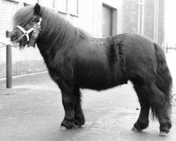 Deckhengst Zico van Stal Possemis (Shetland Pony, 1985, von Newton van Dorpzicht)