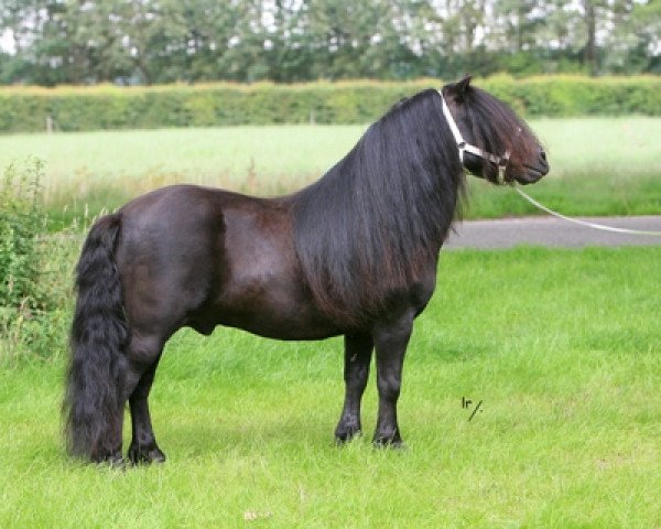 Deckhengst Nelantines van de Groote Woerd (Shetland Pony, 1998, von Amice van de Amstelhof)