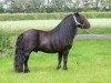 Deckhengst Nelantines van de Groote Woerd (Shetland Pony, 1998, von Amice van de Amstelhof)