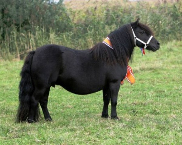 broodmare Romany v. Stal Brammelo (Shetland Pony,  , from Libero W van de Hertraksestraat)