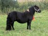 Zuchtstute Romany v. Stal Brammelo (Shetland Pony,  , von Libero W van de Hertraksestraat)