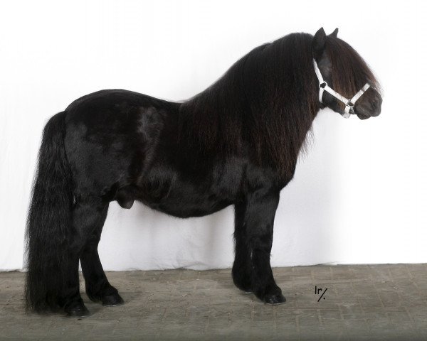 Deckhengst Scot van de Garderenshof (Shetland Pony, 2002, von Nelantines van de Groote Woerd)