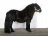 Deckhengst Scot van de Garderenshof (Shetland Pony, 2002, von Nelantines van de Groote Woerd)