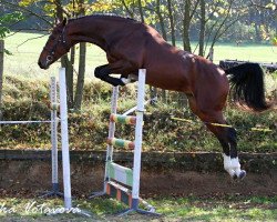 stallion Chanti SL (Bavarian, 2012, from Curier Carilex)