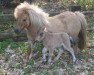 Zuchtstute Beauty vom Soestblick (Shetland Pony (unter 87 cm), 2006, von Brilliant vom Soestblick)