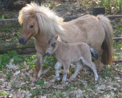 horse Beauty vom Soestblick (Shetland Pony (unter 87 cm), 2006, from Brilliant vom Soestblick)