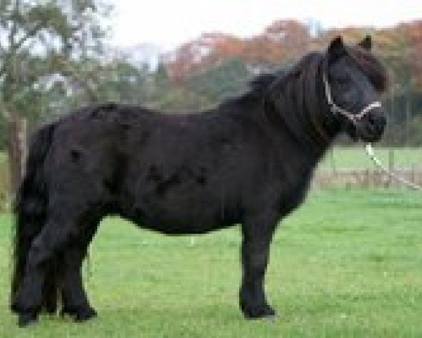 Zuchtstute Pandora van Stepelo (Shetland Pony, 2000, von Libero W van de Hertraksestraat)