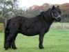 broodmare Pandora van Stepelo (Shetland Pony, 2000, from Libero W van de Hertraksestraat)