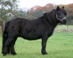 broodmare Pandora van Stepelo (Shetland Pony, 2000, from Libero W van de Hertraksestraat)