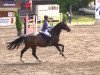 Springpferd Felix van Overis (Belgisches Warmblut, 2005, von Chatman)