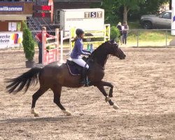 Springpferd Felix van Overis (Belgisches Warmblut, 2005, von Chatman)