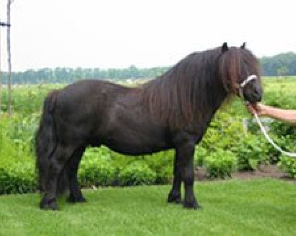 stallion Edmund van de Brouwerij (Shetland Pony, 1990, from Newton van Dorpzicht)