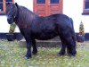 Zuchtstute Ynske van Stepelo (Shetland Pony,  , von Edmund van de Brouwerij)