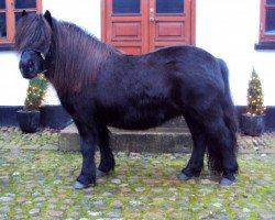 Zuchtstute Ynske van Stepelo (Shetland Pony,  , von Edmund van de Brouwerij)