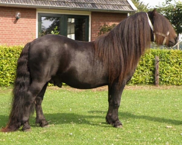 Deckhengst Spartacus van Aruba (Shetland Pony, 2002, von No Fear van de Römer)