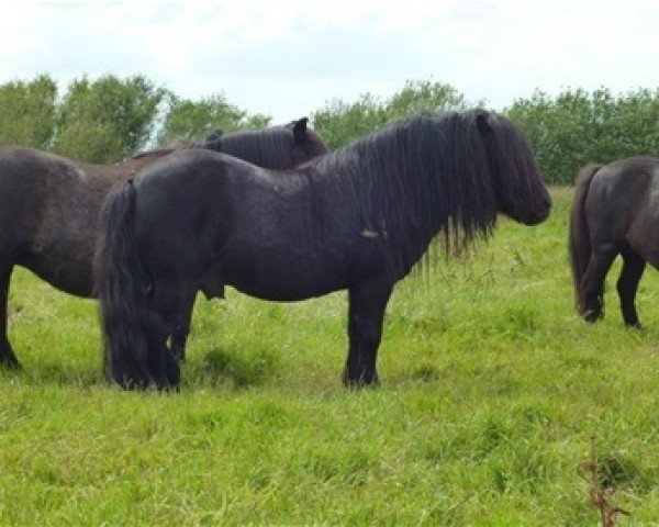 Deckhengst Friso van de Heuvelshof (Shetland Pony, 1991, von Asterix van Dorpzicht)