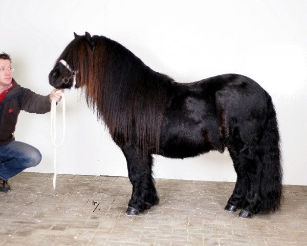 stallion No Fear van de Römer (Shetland Pony, 1998, from Friso van de Heuvelshof)