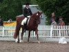 Pferd Daiana (Deutsches Reitpony, 1990, von Derbino)