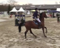 jumper Urax van Generhese (Belgium Sporthorse, 2004, from Indian Gold van Castershoeve)